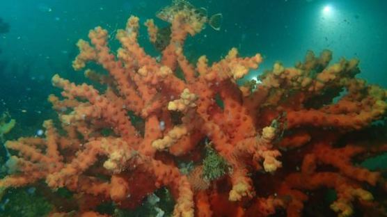 다도해 무인도에서 멸종위기 산호 서식지 발견