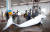 지난 2015년 5월 19일 울산 앞바다에서 통발어선의 어구 줄에 걸려 죽은 채 발견된 밍크고래. 이 고래는 경매를 통해 1710만원에 팔렸다. 해경이 불법포획 흔적이 있는지 검사하고  있다. [연합뉴스]