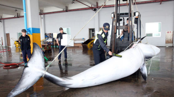 경찰이 압수한 고래고기, 검찰이 포경업자에게 되돌려줘 논란
