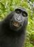 2011년 인도네시아 술라웨시섬에서 촬영된 ‘원숭이 셀카’. 사진의 주인공 검정짧은꼬리원숭이는 ‘심각한 위기종’으로 지정된 희귀종이다.[사진 위키피디아]
