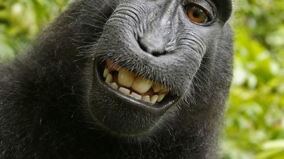 이 드러내고 웃는 ‘셀카 원숭이’ … 저작권료 25% 챙겼다