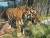 경북 봉화군 국립백두대간수목원에 살고 있는 호랑이 '우리'. 세 마리 호랑이가 서로 얼굴 익히기를 하고 있다. [사진국립백두대간수목원]