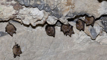 어둠속에도 벽을 감지하는 박쥐가 빌딩 창유리에 부딪히는 이유 