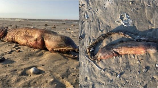 허리케인 하비 지나간 美 해변서 발견된 괴생명체…"눈도 없고 날카로운 이빨만"