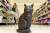 영국 웨일즈 프린트셔의 수퍼마켓 '모리슨즈' 매장에 세워진 고양이 부르투스 동상.