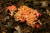 식용버섯인 ‘싸리버섯’(위쪽)과 독버섯인 ‘붉은싸리버섯’(아래쪽). 붉은싸리버섯은 버섯 전체에 붉은 색을 띈다. 그러나 야외에서는 색깔의 정확한 구별이 쉽지 않기 때문에 주의해야 한다. [국립수목원]