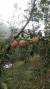 충주시의 한 사과농가에 있는 우박 피해 사과.[사진 독자제공]