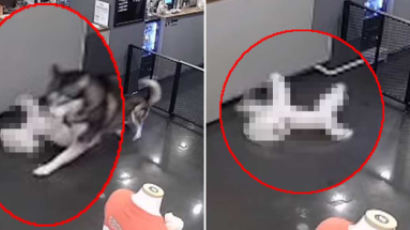 “애견 호텔서 우리 개가 무참히 살해당했다” 충격 영상