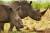 아프리카 남아공의 코뿔소. 밀렵으로 목숨을 잃는 것을 방지하기 위해 국립공원 관리 당국에서 아예 뿔을 잘라버리는 경우도 있다. [사진 세계자연기금]