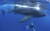 고래상어와 인간의 아름다운 모습 &#39;포착&#39; [중앙포토]