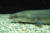 우리나라에 자생하는 동북아산 뱀장어. 외래종에 의해 유전자 오염이 일어날 우려도 있다. 홍양기 박사 제공.