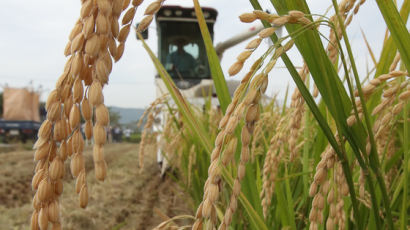 정부 올해도 쌀 초과생산분 전량 매입…쌀값 하락 차단 총력전