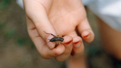 귀뚜라미·애벌레 드세요…핀란드, 식용곤충 판매 허용