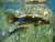 다누리 아쿠아리움에 살고 있는 쏘가리. 30㎝ 정도 크기로 몸에 표범 무늬 반점이 보인다. 최종권 기자