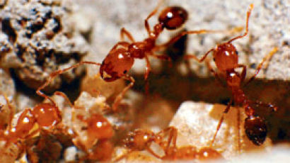 붉은 독개미 국내서 첫 발견…심하면 과민성 쇼크 유발