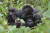 르완다 볼캉 국립공원에 살고 있는 마운틴 고릴라 가족. 고릴라 가족들은 트래킹에 참여한 관광객들을 안아주기도 한다. [다이앤포시재단]