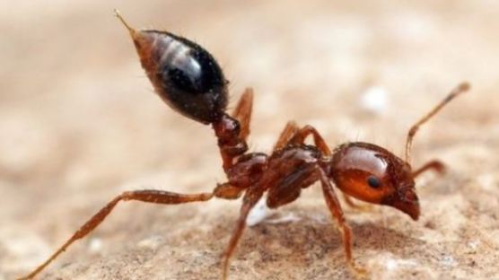 부산항 발견 1000마리 '살인 개미' 확산과 피해 방지할 대책은?