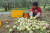 2006년 9월18일 경북 포항시 기북면 성법리 한 과수원에서 농민이 떨어진 사과를 줍고 있다.조문규 기자 