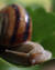 몸의 선명한 돌기가 선명할수록 달팽이가 건강하다는 의미다. 우상조 기자