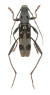 서울에서 처음 발견된 서울가시수염범하늘소(Seoul longhorn beetle)는 이번에 영문명을 처음으로 얻게 됐다. [사진 국립생물자원관]