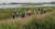 지난해 6월 낙동강 을숙도에서 열린 습지 체험 행사 참가자들이 갈대밭을 따라 걷고 있다. [중앙포토]