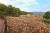 대청호오백리길 중 추동마을 습지보호구역을 지나는 구간에 볼 수 있는 갈대밭. [사진 한국관광공사]