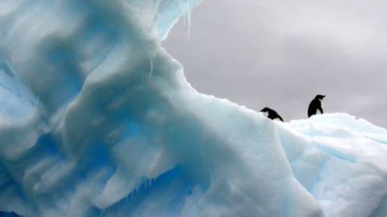 “수천 마리 중 2마리만 살아남아” 번식지서 떼죽음 당한 남극 펭귄