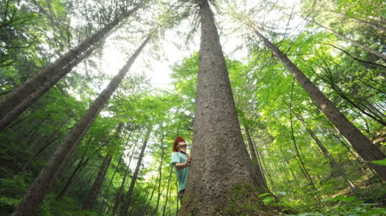 나무의사, 나무치료기술자까지...산림분야 일자리 6만개 만든다 