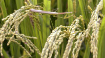 올해는 하늘도 안 돕는 벼농사…쌀 생산량 37년래 최저치
