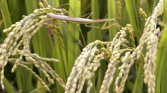 올해는 하늘도 안 돕는 벼농사…쌀 생산량 37년래 최저치