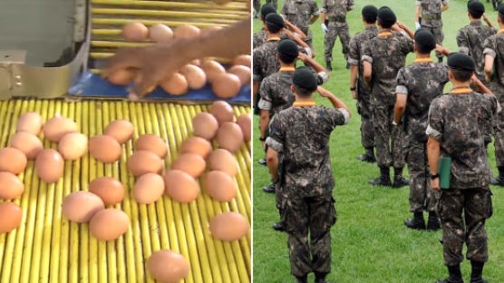 살충제 달걀 2만5000개 유통···군인이 다 먹었다