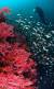 눈이 시릴 정도의 붉은 아름다움을 자랑하는 적산호 군락은 다이버를 매료시킨다. [사진 박동훈]
