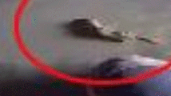 붉은불개미 이어 이번엔 산 도마뱀…컨테이너 하역 장업 중 발견