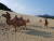 북서풍의 영향으로 100m 높이의 모래가 쌓인 국내 최대의 해안사구인 &#39;옥죽동 해안사구&#39;. 썰렁함을 없애기 위해 주민들이 낙타 인형 조형물을 설치해 놓았다. 임명수 기자 