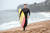 더CJ컵에 출전하기 위해 제주를 찾은 골프스타들이 ‘망중한’을 즐겼다. 애덤 스콧은 해변에서 서핑을 한 뒤 돼지고기를 먹었다(사진 아래). [사진 제주관광공사]