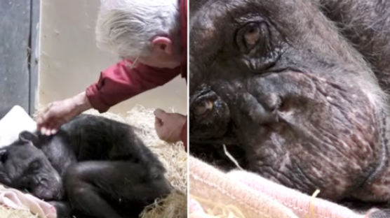 죽기 전 옛 친구를 만난 ‘59살 침팬지’ 놀라운 반응(영상)