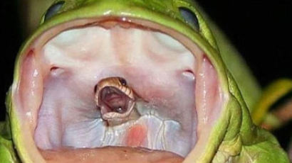 청개구리에 의해 잡아먹히는 뱀의 '마지막 비명'