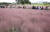 경북 경주 첨성대 주변에 분홍빛 가을 억새 핑그뮬리가 팼다 . [중앙포토]
