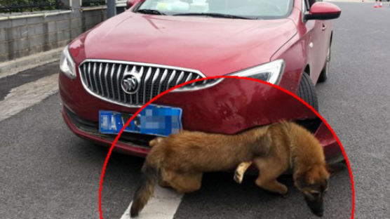 차와 부딪쳐 범퍼에 낀 살아있는 강아지…그대로 달린 운전자