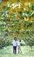 경북 영천시 금호읍 한 과수원 배나무에 빼곡하게 매달린 노란 배봉지. [프리랜서 공정식 ]