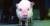 일본 정부가 만능줄기세포를 이용해 돼지 등의 동물 체내에서 인간의 장기를 생산하는 연구를 조건부 허용하기로 한 것으로 알려졌다. [중앙포토]
