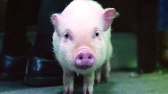 “돼지서 인간 췌장 생산 가능할까?” 日, 만능줄기세포 연구 허용 방침