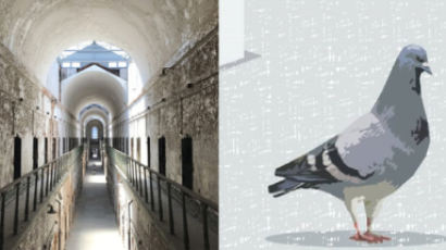 브라질 교도소에 나타난 ‘수상한 비둘기’