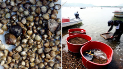 섬진강 재첩 못 먹나요?…외래종 조개 출현으로 수확량 대폭 감소