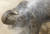 지난 7월 더위에 지친 대구 달성공원 아시아코끼리가 시원한 물줄기를 맞으며 샤워를 하고 있다. 사육사들은 코끼리의 더위를 식혀주기 위해 하루 세차례 샤워기를 틀어준다. 프리랜서 공정식