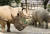 세계 코뿔소의 날인 지난달 22일 오후 과천 서울대공원 동물원에서 코뿔소들이 특별재료로 제작된 케이크를 맛보고 있다. [연합뉴스]