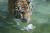 말복인 지난 8월 11일 오후 과천 서울동물원에서 시베리아호랑이가 생닭을 먹으려고 하고 있다. [연합뉴스 ]