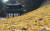 [원주=연합뉴스] 강원 원주시 치악산국립공원 구룡사 언덕에 노란 은행잎이 가득 떨어져 있다. <저작권자(c) 연합뉴스, 무단 전재-재배포 금지>