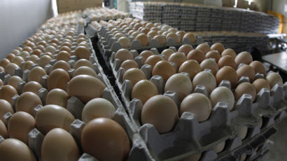  세척한 계란 냉장유통 의무화…계란 보관·유통 안전기준 강화
