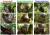 인도네시아 수마트라 섬 오지에서 발견된 신종 오랑우탄 &#39;타파눌리 오랑우탄&#39;(중앙)과 기존 &#39;수마트라 오랑우탄&#39;(왼쪽), &#39;보르네오 오랑우탄&#39;(오른쪽) 외형 비교. [수마트라오랑우탄보전프로그램(SOCP) 홈페이지 캡처]